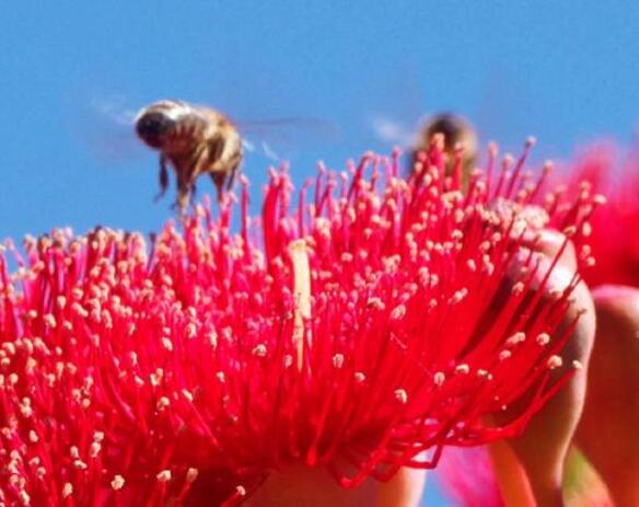 https://lemis.nyc3.digitaloceanspaces.com/grog/Photos/20260304/small/Corymbia-ficifolia-2-detail.jpeg
