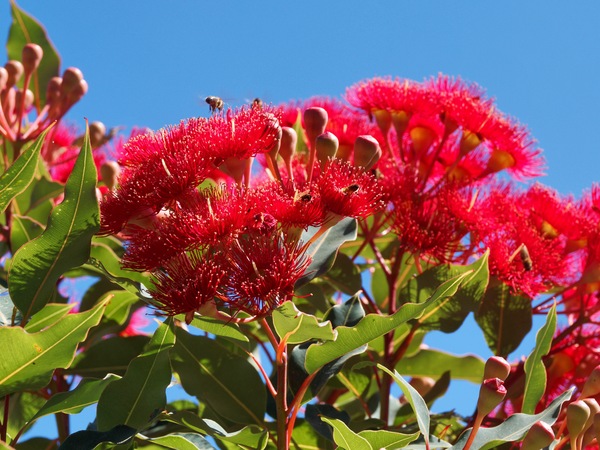 https://lemis.nyc3.digitaloceanspaces.com/grog/Photos/20260304/small/Corymbia-ficifolia-2.jpeg