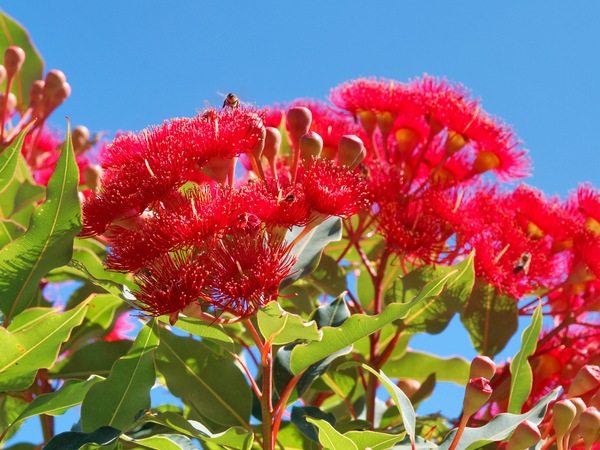 https://lemis.nyc3.digitaloceanspaces.com/grog/Photos/20260304/small/Corymbia-ficifolia-3.jpeg