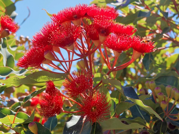 https://lemis.nyc3.digitaloceanspaces.com/grog/Photos/20260304/small/Corymbia-ficifolia-4.jpeg