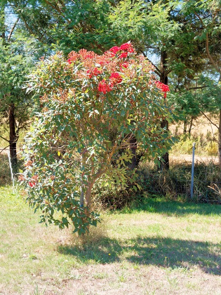 https://lemis.nyc3.digitaloceanspaces.com/grog/Photos/20260304/small/Corymbia-ficifolia-5.jpeg