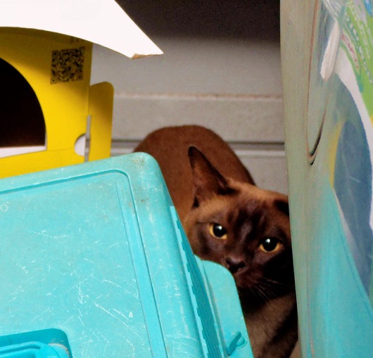 https://lemis.nyc3.digitaloceanspaces.com/grog/Photos/20260311/small/Bruno-and-mouse-3.jpeg