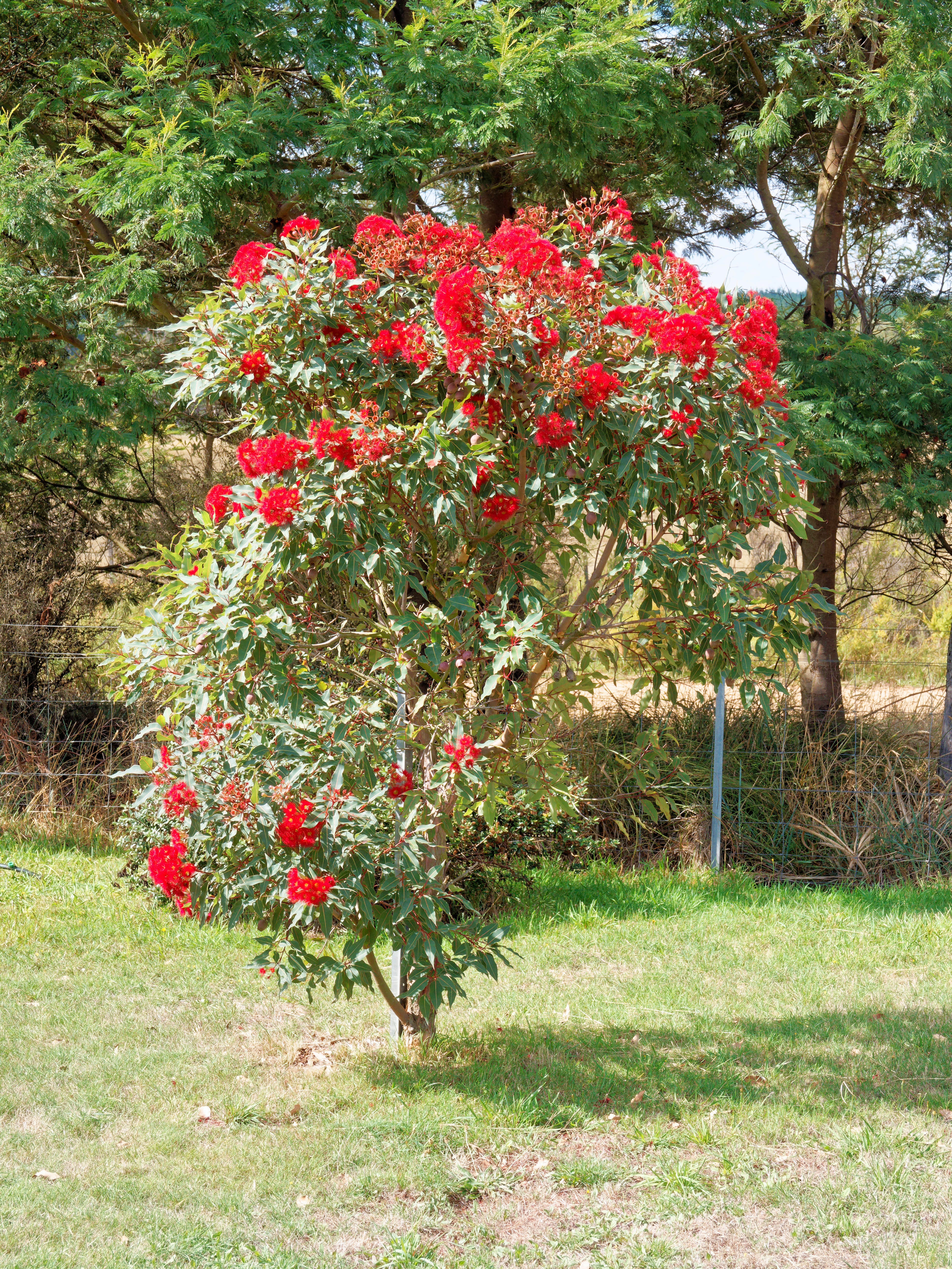 https://lemis.nyc3.digitaloceanspaces.com/grog/Photos/20260322/big/Corymbia-ficifolia.jpeg