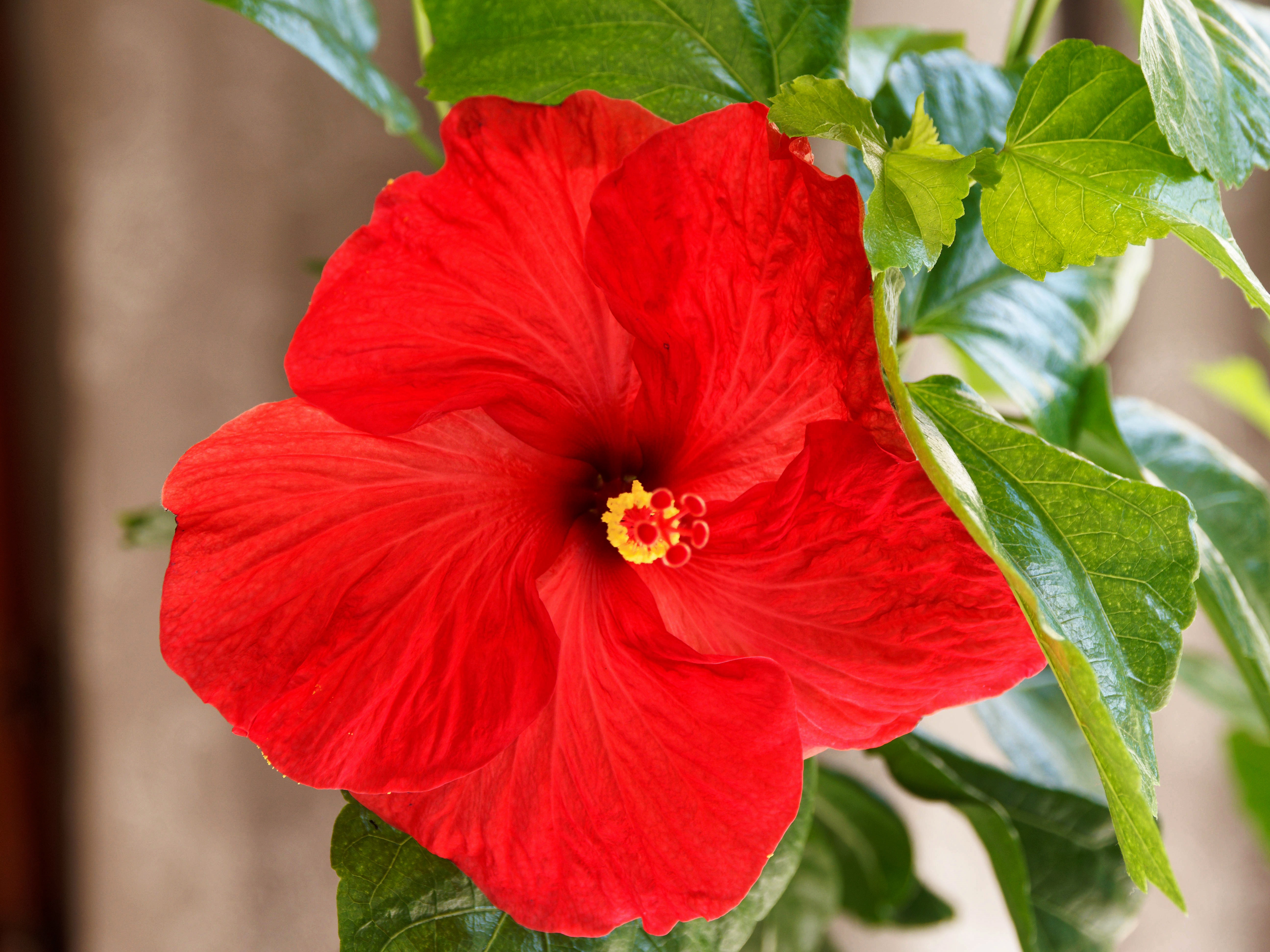 https://lemis.nyc3.digitaloceanspaces.com/grog/Photos/20260322/big/Hibiscus-rosa-senensis-1.jpeg