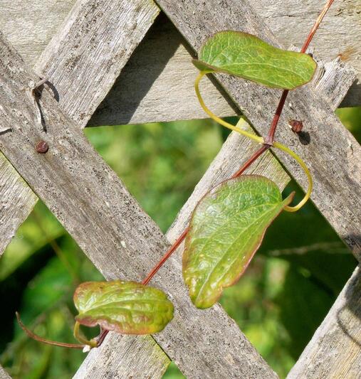 https://lemis.nyc3.digitaloceanspaces.com/grog/Photos/20260322/small/Clematis-detail.jpeg