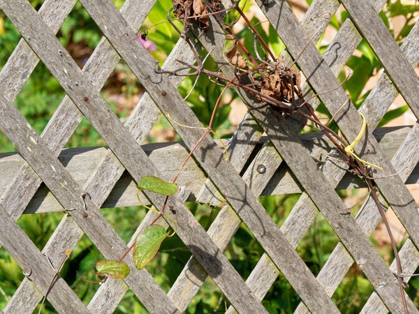 https://lemis.nyc3.digitaloceanspaces.com/grog/Photos/20260322/small/Clematis.jpeg