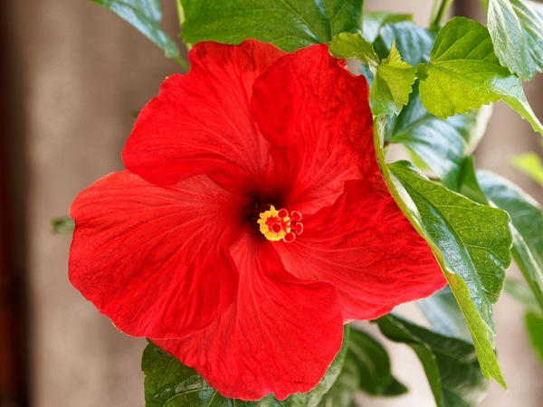 https://lemis.nyc3.digitaloceanspaces.com/grog/Photos/20260322/small/Hibiscus-rosa-senensis-1.jpeg