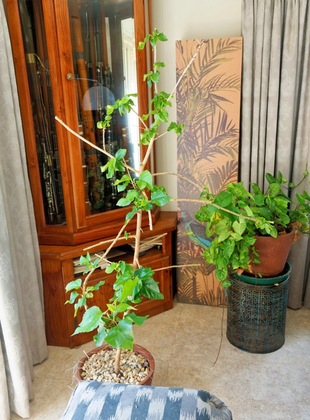 https://lemis.nyc3.digitaloceanspaces.com/grog/Photos/20260322/small/Hibiscus-rosa-senensis-2.jpeg