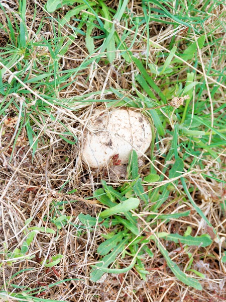 https://lemis.nyc3.digitaloceanspaces.com/grog/Photos/20260322/small/Mushroom-1.jpeg