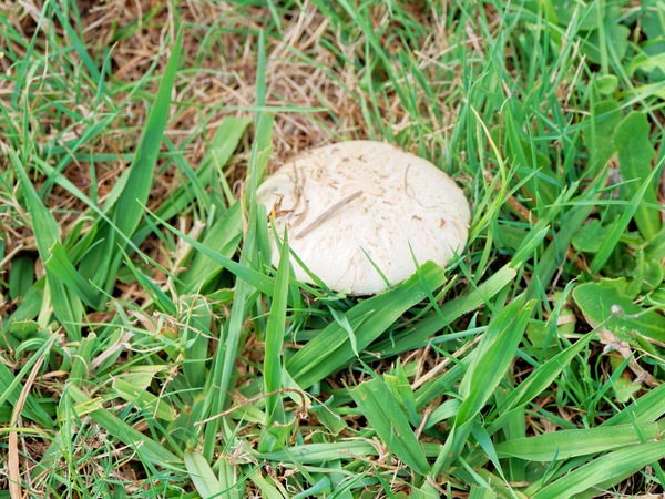 https://lemis.nyc3.digitaloceanspaces.com/grog/Photos/20260322/small/Mushroom-2.jpeg