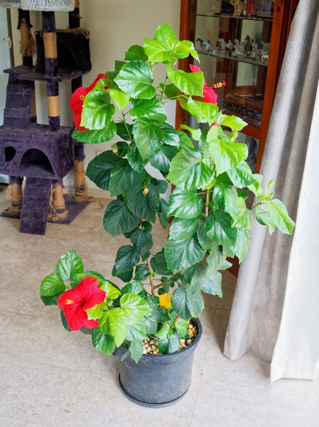 https://lemis.nyc3.digitaloceanspaces.com/grog/Photos/20260323/small/Hibiscus-rosa-sinensis-1.jpeg
