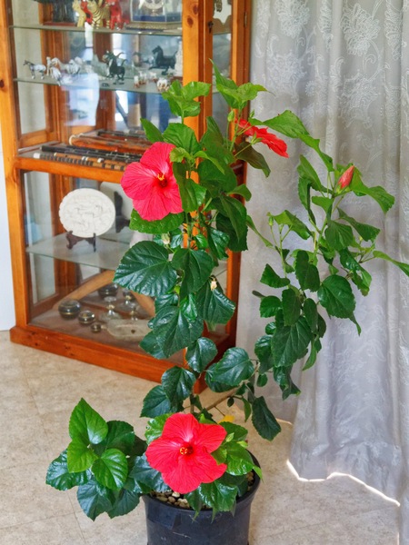 https://lemis.nyc3.digitaloceanspaces.com/grog/Photos/20260323/small/Hibiscus-rosa-sinensis-2.jpeg