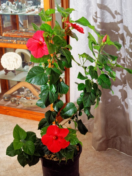 https://lemis.nyc3.digitaloceanspaces.com/grog/Photos/20260323/small/Hibiscus-rosa-sinensis-3.jpeg
