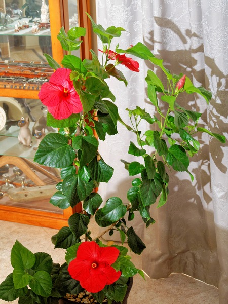 https://lemis.nyc3.digitaloceanspaces.com/grog/Photos/20260323/small/Hibiscus-rosa-sinensis-4.jpeg