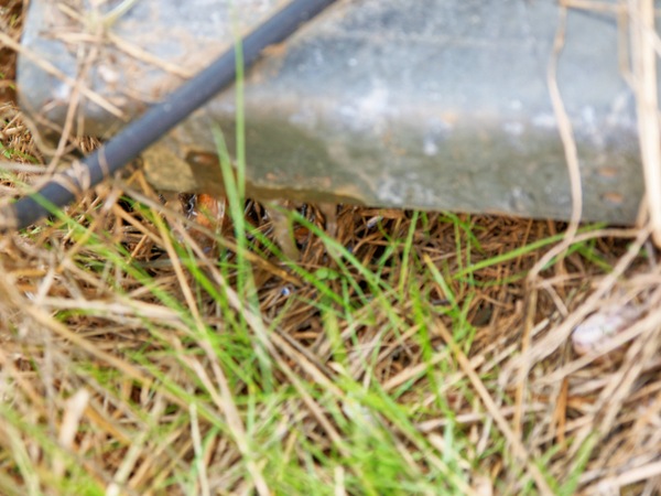 https://lemis.nyc3.digitaloceanspaces.com/grog/Photos/20260323/small/Leaking-bore-pump-2.jpeg