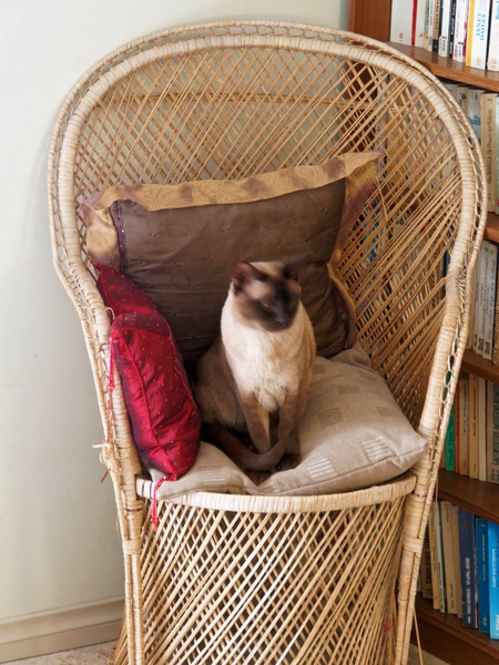 https://lemis.nyc3.digitaloceanspaces.com/grog/Photos/20260324/small/Bruno-1.jpeg