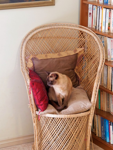 https://lemis.nyc3.digitaloceanspaces.com/grog/Photos/20260324/small/Bruno-2.jpeg