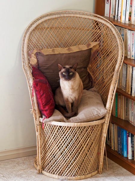 https://lemis.nyc3.digitaloceanspaces.com/grog/Photos/20260324/small/Bruno-3.jpeg