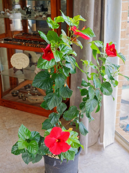 https://lemis.nyc3.digitaloceanspaces.com/grog/Photos/20260324/small/Hibiscus-rosa-sinensis.jpeg