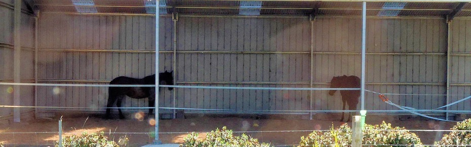 https://lemis.nyc3.digitaloceanspaces.com/grog/Photos/20260330/small/Horses-1.jpeg