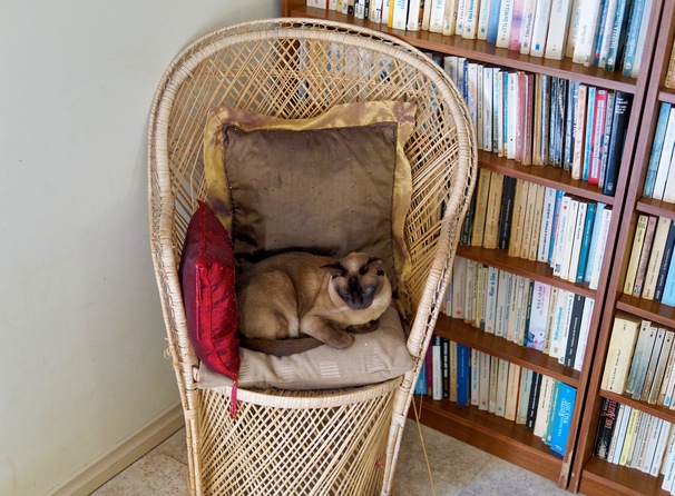 https://lemis.nyc3.digitaloceanspaces.com/grog/Photos/20260406/small/Bruno-2.jpeg