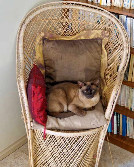 https://lemis.nyc3.digitaloceanspaces.com/grog/Photos/20260406/small/Bruno-3.jpeg