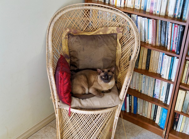 https://lemis.nyc3.digitaloceanspaces.com/grog/Photos/20260406/small/Bruno-4.jpeg