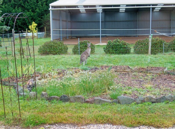 https://lemis.nyc3.digitaloceanspaces.com/grog/Photos/20260414/small/Kangaroo-10.jpeg