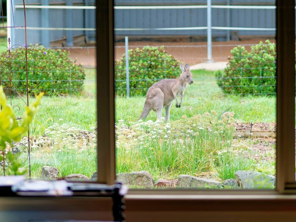 https://lemis.nyc3.digitaloceanspaces.com/grog/Photos/20260414/small/Kangaroo-11.jpeg