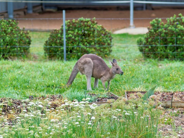 https://lemis.nyc3.digitaloceanspaces.com/grog/Photos/20260414/small/Kangaroo-12.jpeg