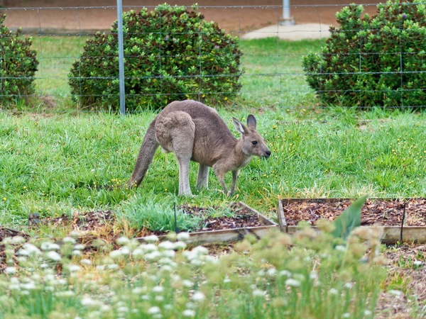 https://lemis.nyc3.digitaloceanspaces.com/grog/Photos/20260414/small/Kangaroo-13.jpeg