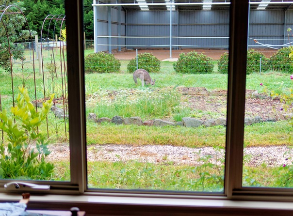 https://lemis.nyc3.digitaloceanspaces.com/grog/Photos/20260414/small/Kangaroo-3.jpeg