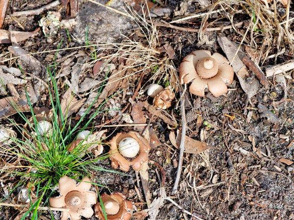 https://lemis.nyc3.digitaloceanspaces.com/grog/Photos/20260414/small/Mushrooms-1.jpeg