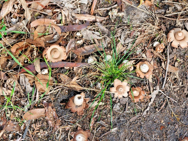 https://lemis.nyc3.digitaloceanspaces.com/grog/Photos/20260414/small/Mushrooms-2.jpeg