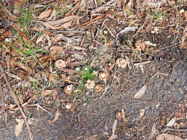 https://lemis.nyc3.digitaloceanspaces.com/grog/Photos/20260414/small/Mushrooms-3.jpeg