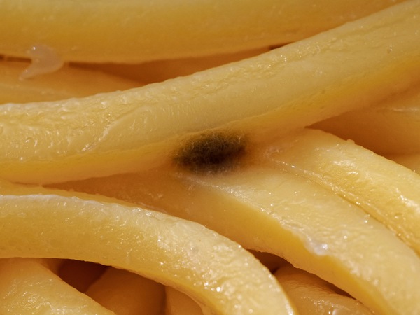 https://lemis.nyc3.digitaloceanspaces.com/grog/Photos/20260417/small/Mouldy-noodles-8.jpeg