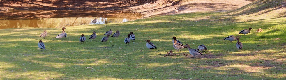 https://lemis.nyc3.digitaloceanspaces.com/grog/Photos/20260418/small/Ducks-3.jpeg