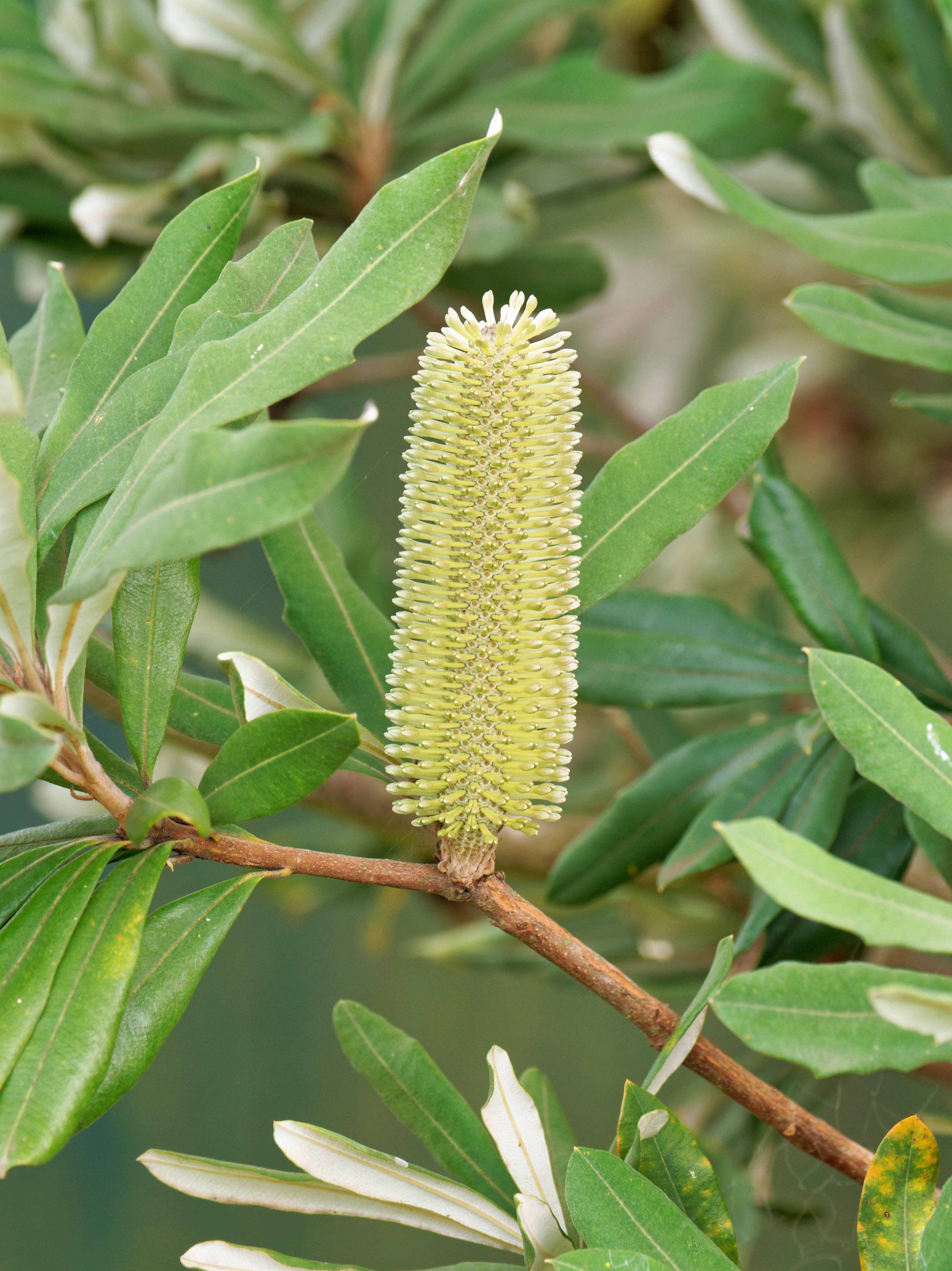 https://lemis.nyc3.digitaloceanspaces.com/grog/Photos/20260422/big/Banksia-serrata-2.jpeg