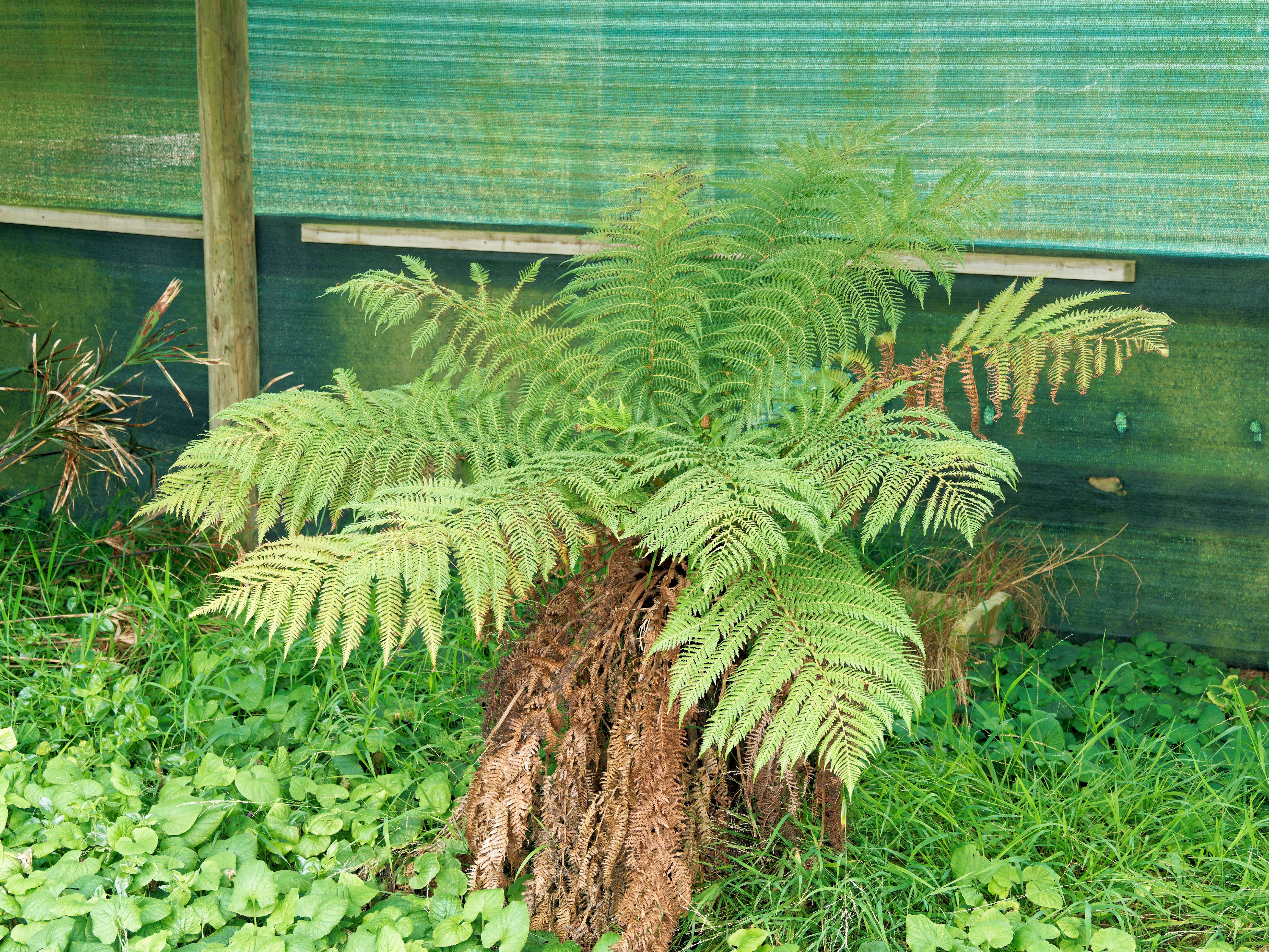 https://lemis.nyc3.digitaloceanspaces.com/grog/Photos/20260422/big/Tree-fern.jpeg