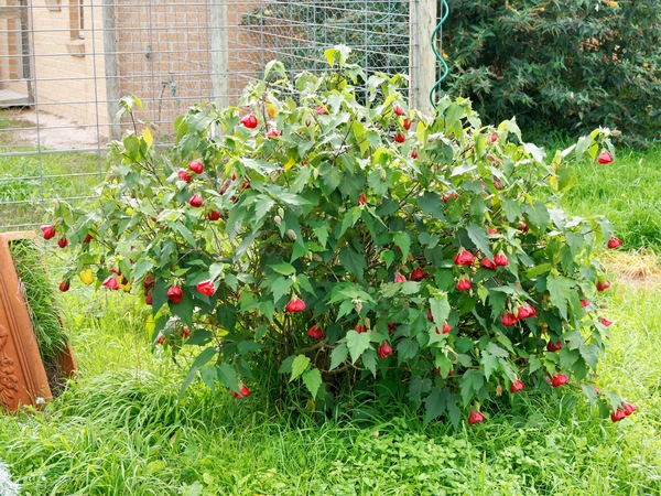 https://lemis.nyc3.digitaloceanspaces.com/grog/Photos/20260422/small/Abutilon-1.jpeg