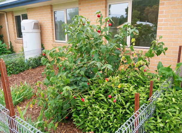 https://lemis.nyc3.digitaloceanspaces.com/grog/Photos/20260422/small/Abutilon-2.jpeg