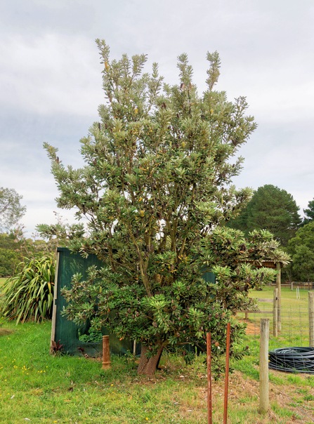 https://lemis.nyc3.digitaloceanspaces.com/grog/Photos/20260422/small/Banksia-serrata-1.jpeg