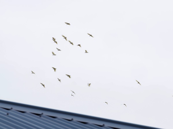 https://lemis.nyc3.digitaloceanspaces.com/grog/Photos/20260422/small/Birds.jpeg