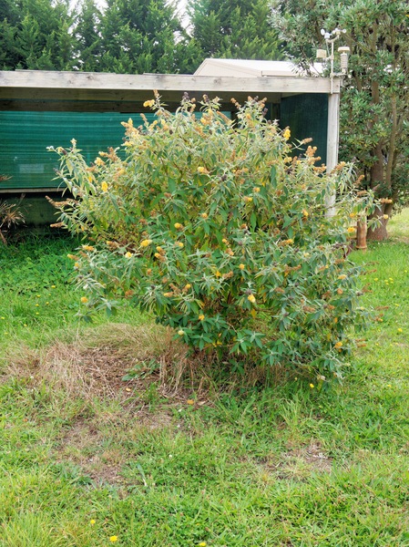 https://lemis.nyc3.digitaloceanspaces.com/grog/Photos/20260422/small/Buddleja-1.jpeg