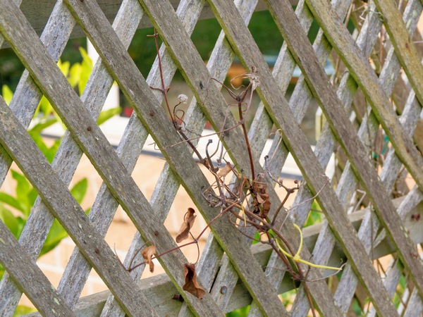 https://lemis.nyc3.digitaloceanspaces.com/grog/Photos/20260422/small/Clematis.jpeg