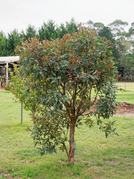 https://lemis.nyc3.digitaloceanspaces.com/grog/Photos/20260422/small/Corymbia-ficifolia.jpeg
