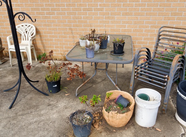 https://lemis.nyc3.digitaloceanspaces.com/grog/Photos/20260422/small/Dying-pot-plants.jpeg