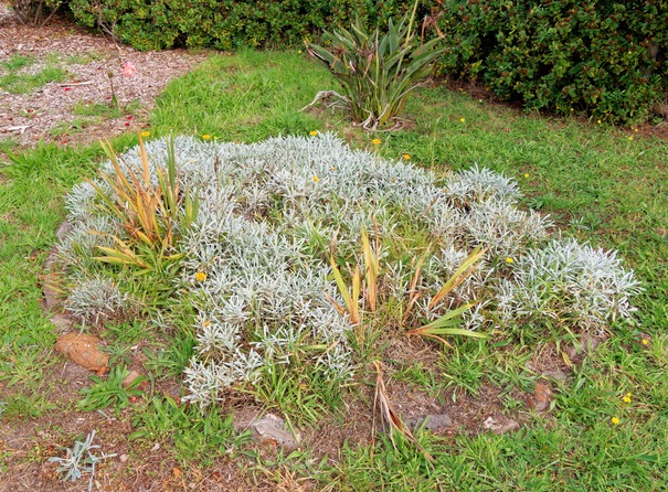 https://lemis.nyc3.digitaloceanspaces.com/grog/Photos/20260422/small/Gazania.jpeg