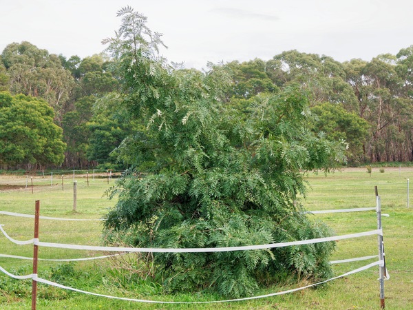 https://lemis.nyc3.digitaloceanspaces.com/grog/Photos/20260422/small/Grevillea-robusta.jpeg