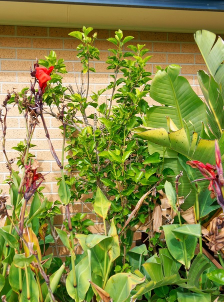 https://lemis.nyc3.digitaloceanspaces.com/grog/Photos/20260422/small/Hibiscus-1.jpeg